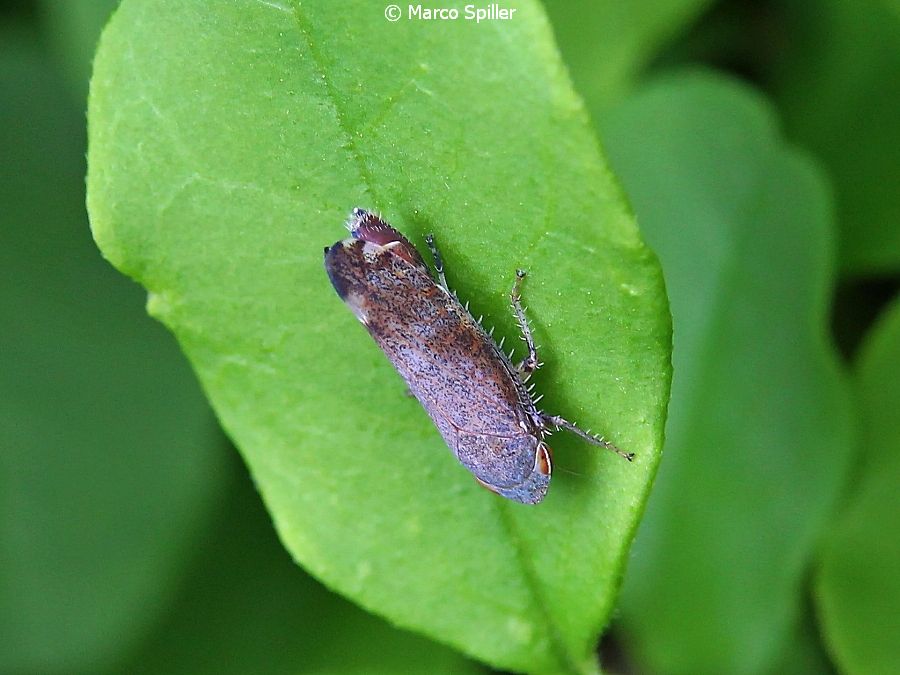 Cicadellidae:  Fieberiella florii